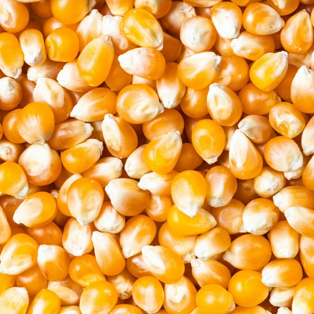 background - many raw maize corns