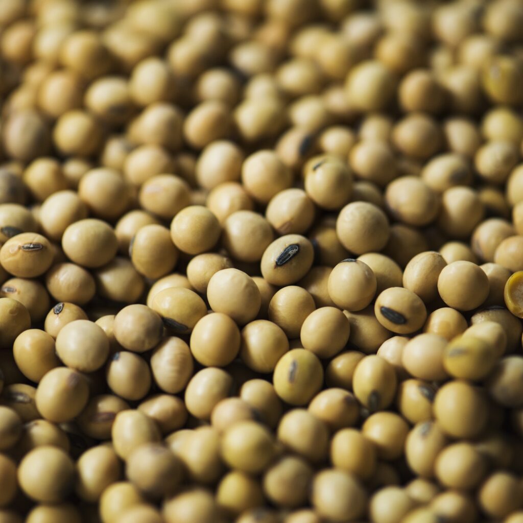 Closeup of soya bean seeds product