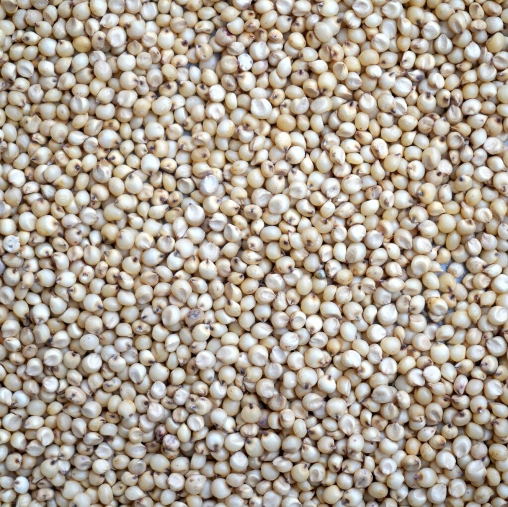 Sorghum grains seeds, grains background texture.