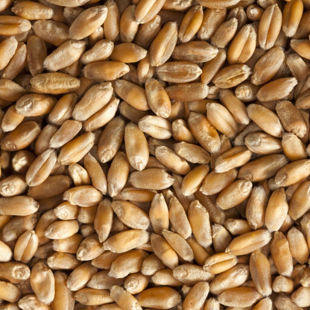 Wheat seeds